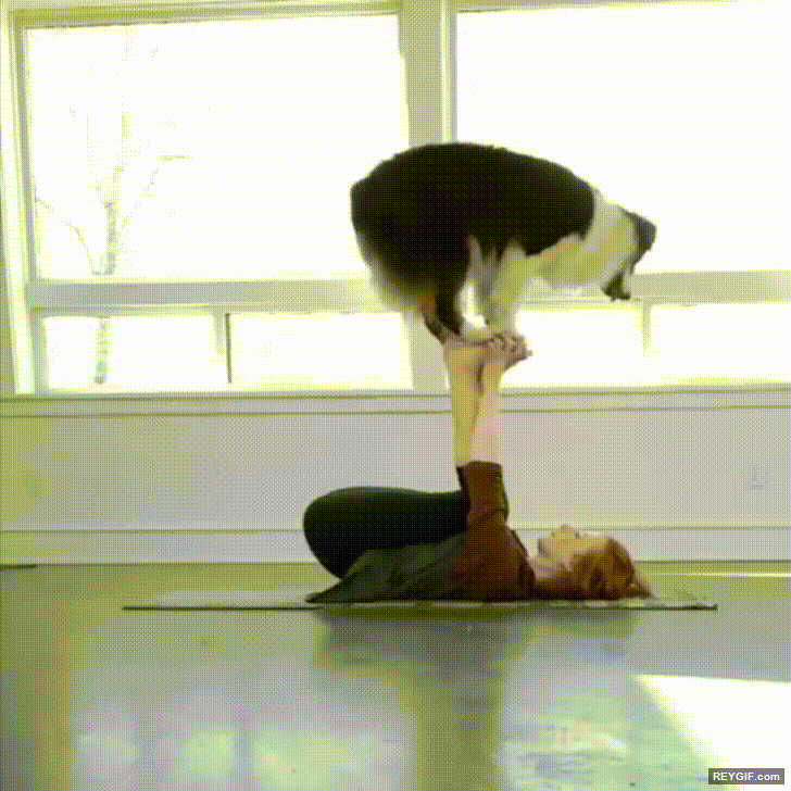 GIF animado (116724) Perros que disfrutan un monton haciendo yoga
