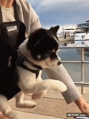 GIF animado (116560) Perros que echan una mano cuando van en bici a su manera
