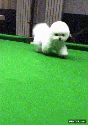 GIF animado (116609) Perros que en otra vida fueron una bola blanca de billar