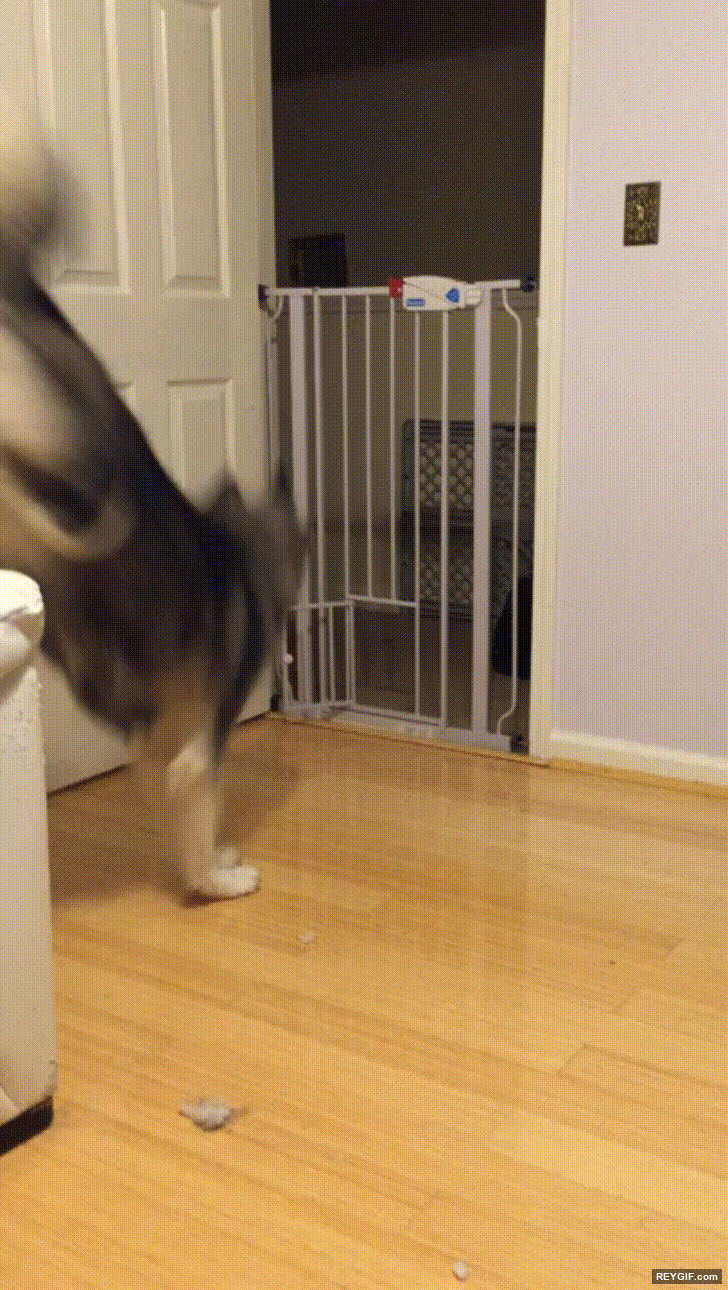 GIF animado (116485) Perros que han visto demasiadas veces terminator 2