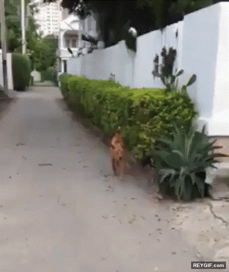 GIF animado (116757) Perros que no quieren dar un rodeo para entrar en casa
