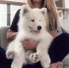 GIF animado (116615) Perros tan adorables que parecen un peluche