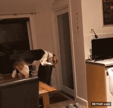 GIF animado (116505) Perros utilizando trucos para llegar a sitios inaccesibles