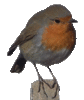 GIF animado (7324) Petirrojo europeo