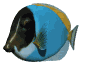 GIF animado (6383) Pez tropical