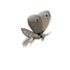 GIF animado (8442) Polilla volando
