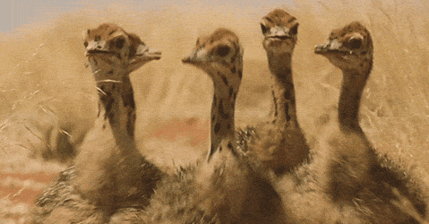 GIF animado (6741) Polluelos avestruz