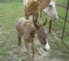 GIF animado (8841) Potro yegua