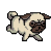 GIF animado (10974) Pug corriendo