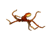 GIF animado (6064) Pulpo