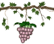 GIF animado (1238) Racimo de uvas en la parra