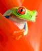 GIF animado (11108) Rana arborea ojos rojos