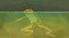 GIF animado (11091) Rana estanque
