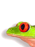 GIF animado (11111) Rana verde de ojos rojos