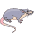 GIF animado (9896) Rata
