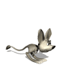 GIF animado (9910) Rata canguro