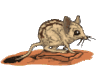 GIF animado (9912) Rata canguro