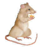 GIF animado (9902) Rata comiendo