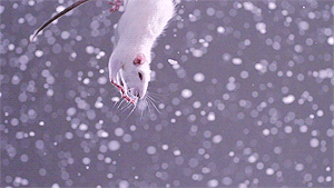 GIF animado (9938) Raton blanco