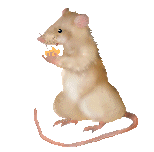 GIF animado (9944) Raton comiendo
