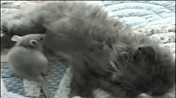 GIF animado (8058) Raton gato abrazados