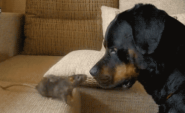 GIF animado (9959) Raton perro
