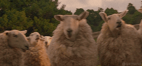 GIF animado (9872) Rebano ovejas