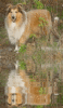GIF animado (10722) Rough collie reflejado agua