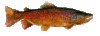 GIF animado (6483) Salmon