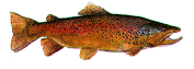 GIF animado (6485) Salmon nadando