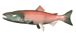 GIF animado (6486) Salmon nadando