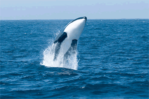 GIF animado (6241) Salto orca