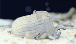 GIF animado (6126) Sepia enterrandose