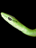 GIF animado (11323) Serpiente