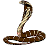 GIF animado (11313) Serpiente cobra marron