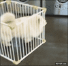 GIF animado (116248) Si prison break estuviese protagonizada por un perro