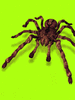 GIF animado (6625) Tarantula
