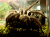 GIF animado (6627) Tarantula