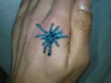 GIF animado (6630) Tarantula azul
