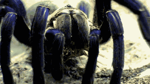 Imagen GIF de Tarantula cobalt blue animado