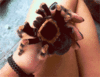 GIF animado (6636) Tarantula mano