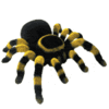 GIF animado (6639) Tarantula rodillas rojas