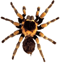 Imagen GIF de Tarantula venenosa animado