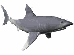 GIF animado (6497) Tiburon