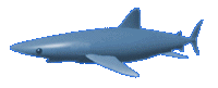 GIF animado (6502) Tiburon