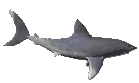 GIF animado (6504) Tiburon