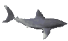 GIF animado (6504) Tiburon