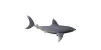 GIF animado (6507) Tiburon