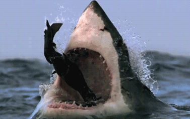 GIF animado (6518) Tiburon comiendo
