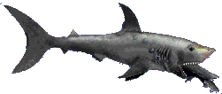 GIF animado (6521) Tiburon con su presa